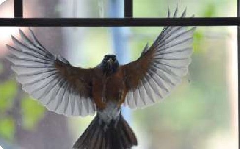 Windows bird. Птичка врезалась в окно. Птица врезалась. Картинки на окна птицы. Ожидание пернатых гостей.