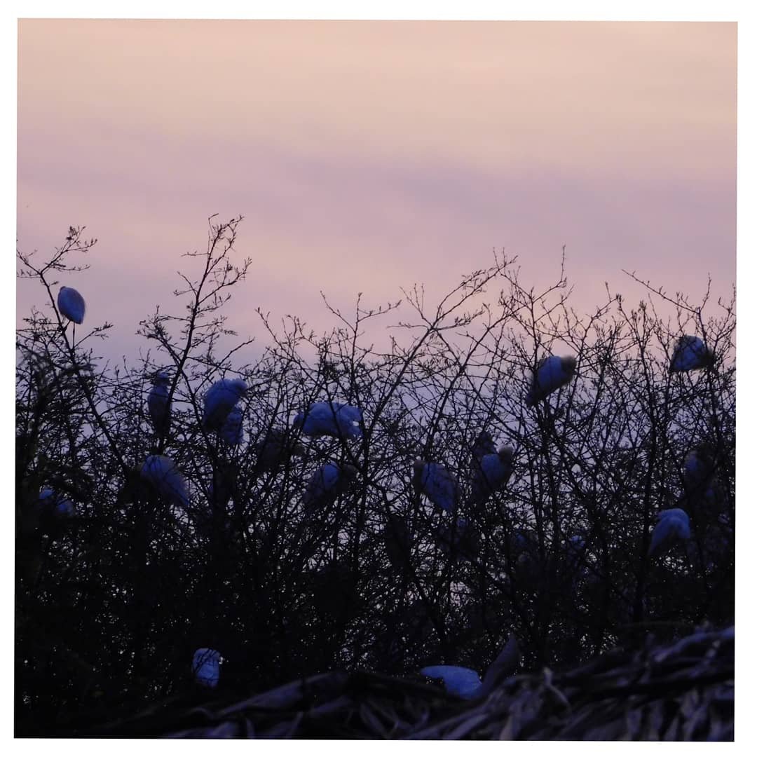 YashCultPunith1's tweet photo. #ThrowbackClicks 📷🔙 #BirdsLove #Photography https://t.co/WnMIU3NtKN