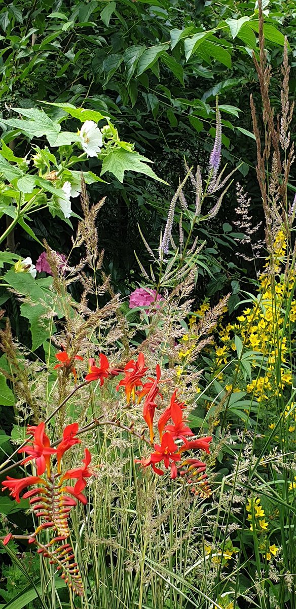 iMoerm's tweet image. Goedemiddag