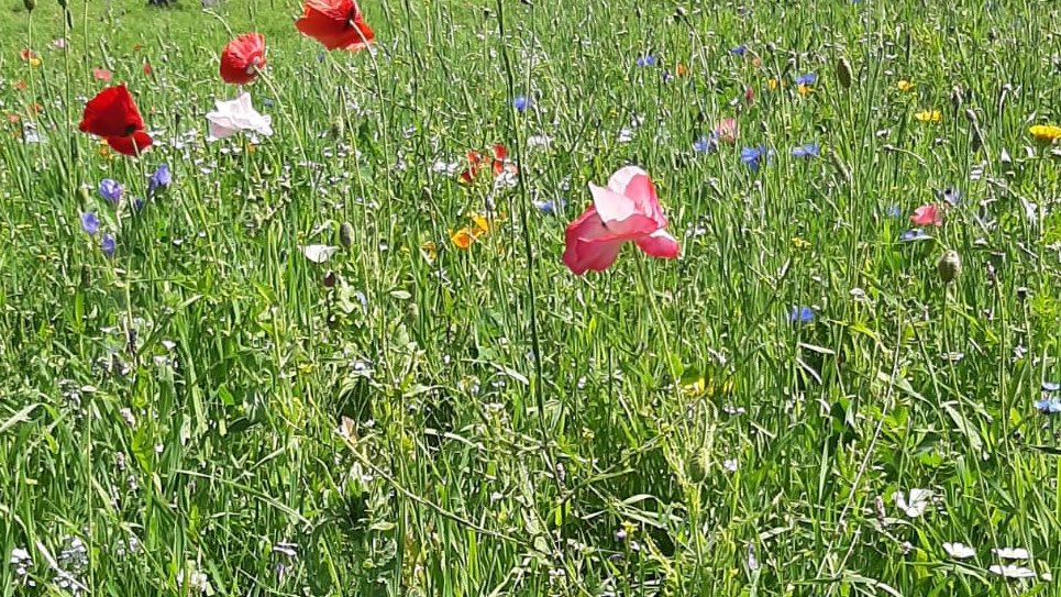 AstenZlto's tweet photo. Veel #boeren hebben #bloemen gezaaid om hun akkerranden op te vrolijken. Goed voor de #biodiversiteit en noodzakelijk voor #bijen, #vlinders en overige insecten. 

Daar word je toch blij van? https://t.co/zg7TQvXEyP