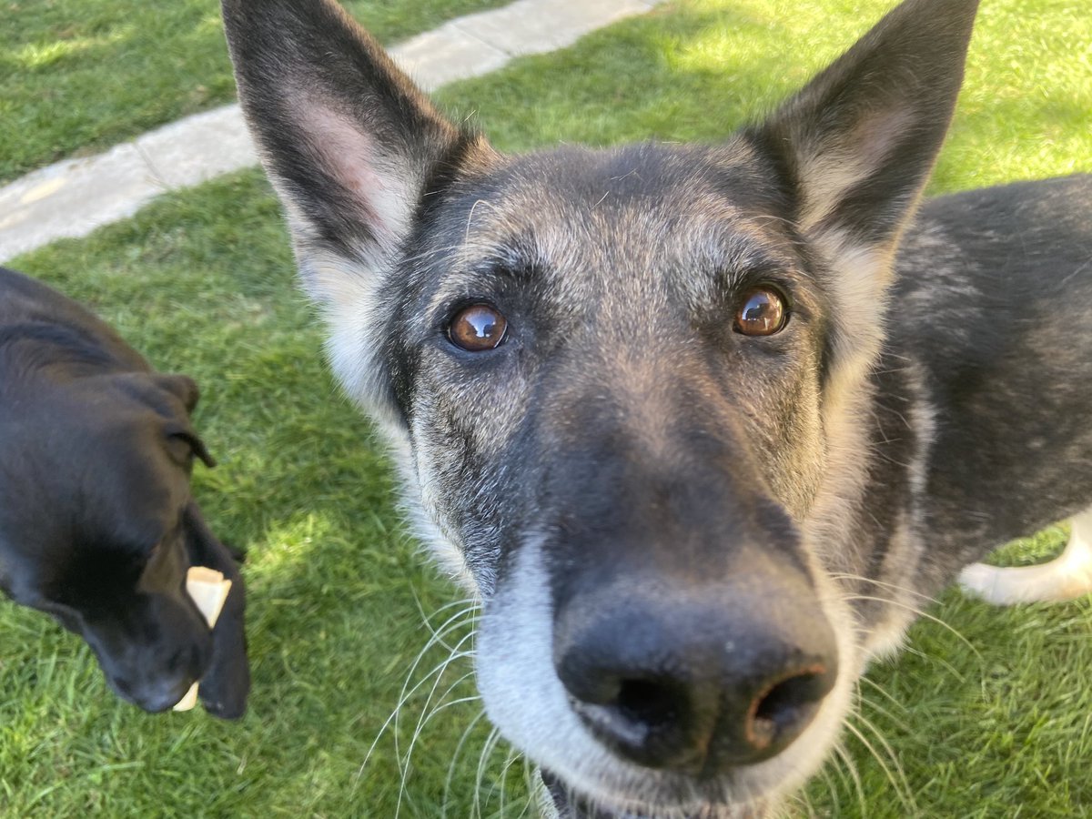 haggett_lisa's tweet photo. The best models to help me practice my photography ✨ #dogsoftwitter https://t.co/ey2wN562Cj