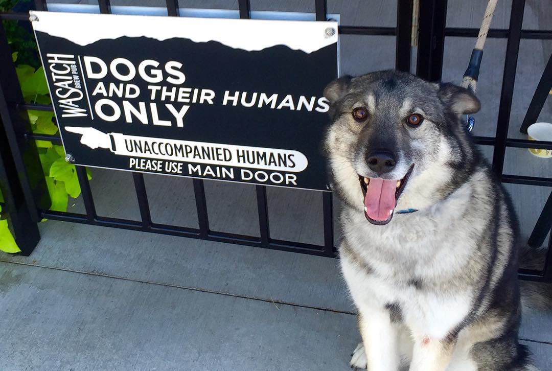 wasatchbeers's tweet photo. Our patio is open for furry friends and their furry owners! 😂🐕🍻 #WasatchBrewpub https://t.co/2qLThXt0Z3