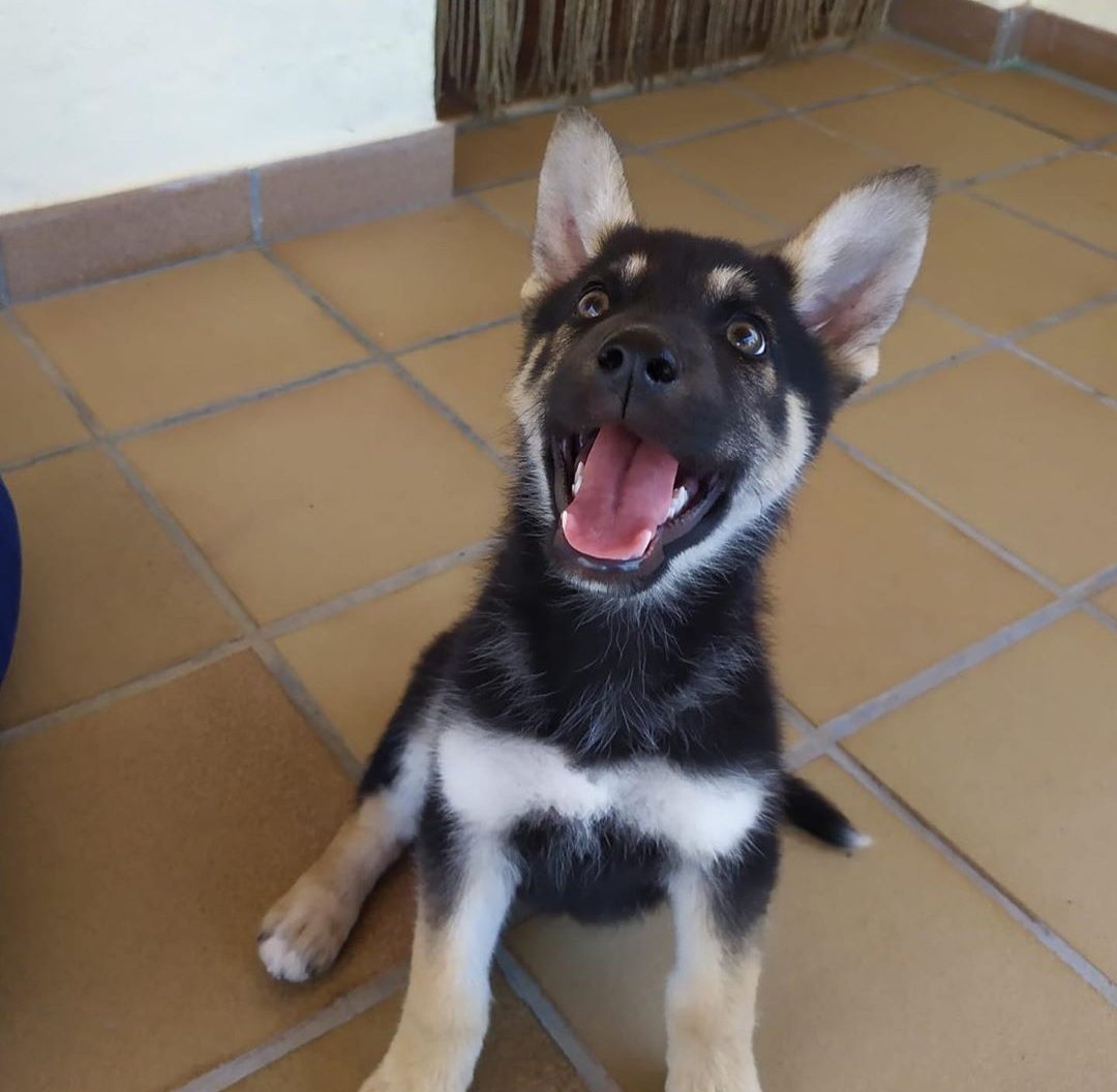 OT24h's tweet photo. Todos mis respetos (aún más de los que ya tenía) a @Aitanax por utilizar su relevancia para visibilizar la adopción de animales.
Sopitas se lleva una mami genial que le va a dar todo el amor del mundo
❌ No compres animales
❌ No abandones a los animales que adoptas
#PostOT7J https://t.co/gKQQWvljT7