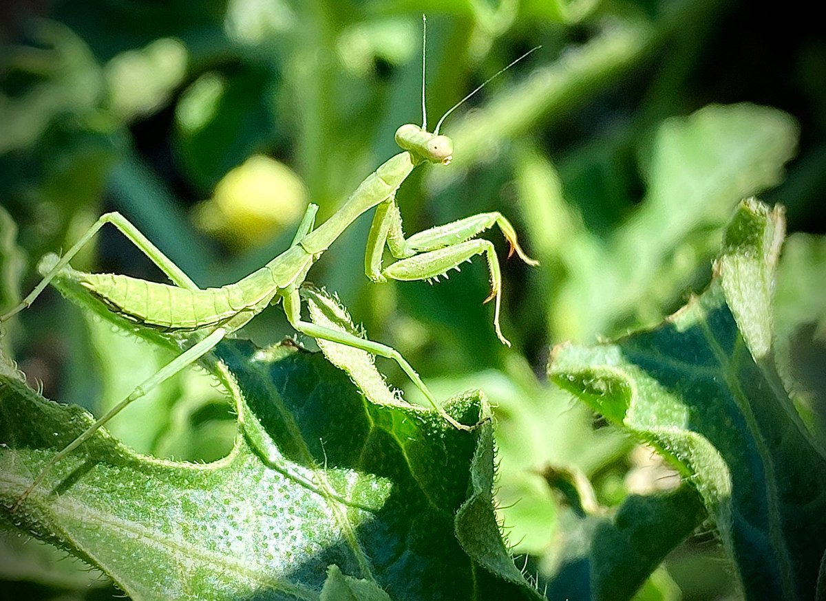 AmityBeans's tweet photo. Look who’s visiting the watermelon 🍉 

#watermelon #preyingmantis https://t.co/T7z4FnwTbv