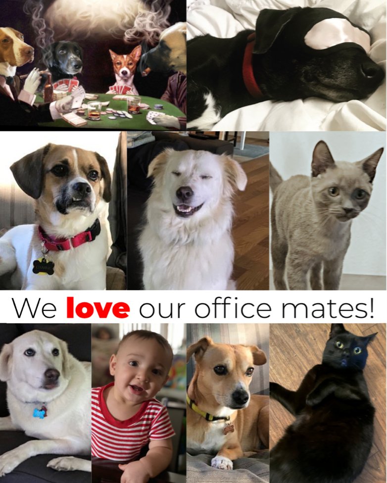 RIEATheAlliance's tweet photo. Working from home has its perks. Show us who’s working hard by your side! #ICM2020 #InsuranceCareersMonth #ICM #insuranceconnections #insurance #insurancecareersmovement #insurancemakesadifference #stayconnected #officemates #wfh #workingfromhome https://t.co/lKowxLwXQh