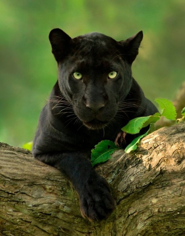 Musubi008's tweet photo. Now that's we call the real passion..#shaazjung💚
Spending 12 hours daily in the #kabini forest for last 5 years just to catch that one glimpse of #saya #BlackPanther 
P.S.: Saya is the name of the Black Panther😄 https://t.co/xQgt1sMQfx