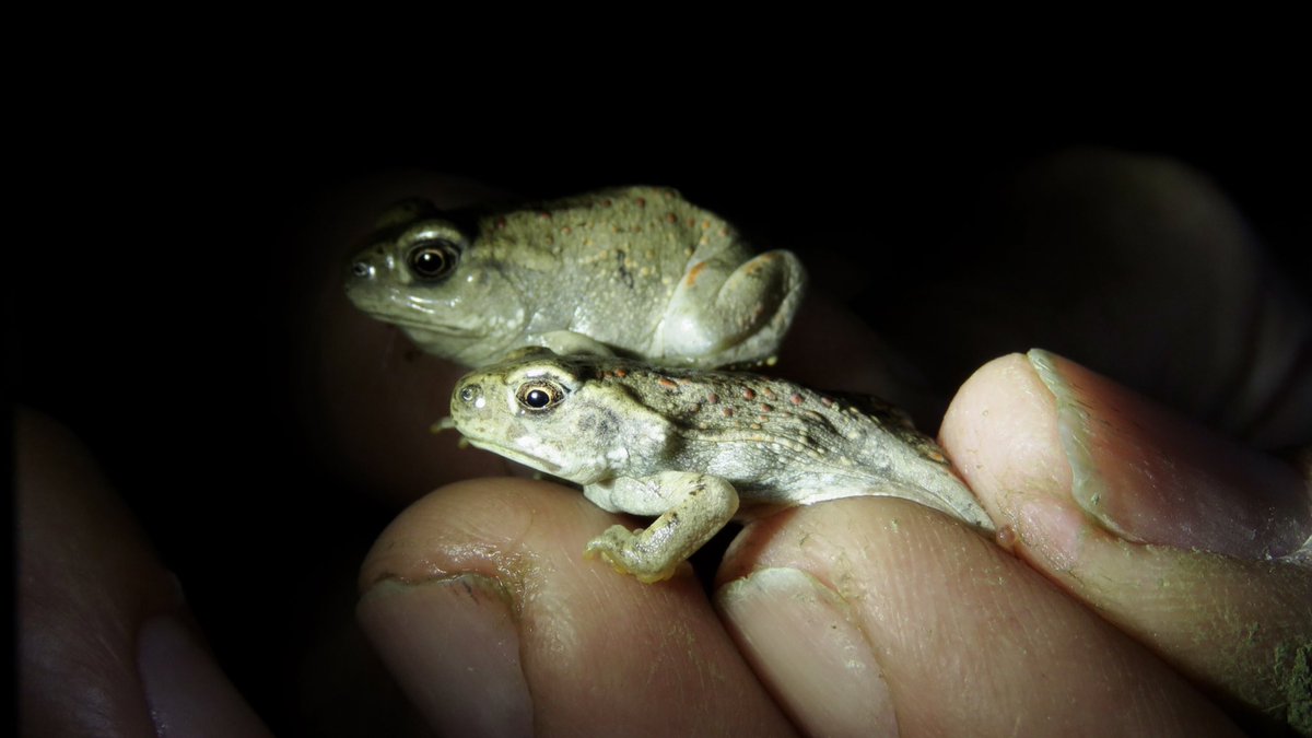 mtbogan's tweet photo. 🐸TOAD PARTY🐸 on the Santa Cruz River Heritage Project — we saw tons of adult, subadult, and metamorph Sonoran Desert toads (Incilius alvarius) last night #Tucson https://t.co/MwWBS1Xjgg