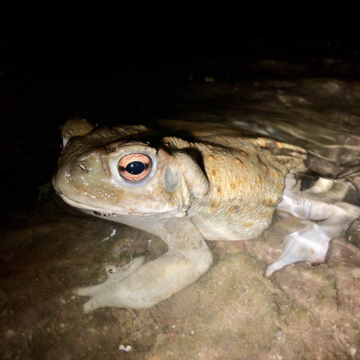 mtbogan's tweet photo. 🐸TOAD PARTY🐸 on the Santa Cruz River Heritage Project — we saw tons of adult, subadult, and metamorph Sonoran Desert toads (Incilius alvarius) last night #Tucson https://t.co/MwWBS1Xjgg