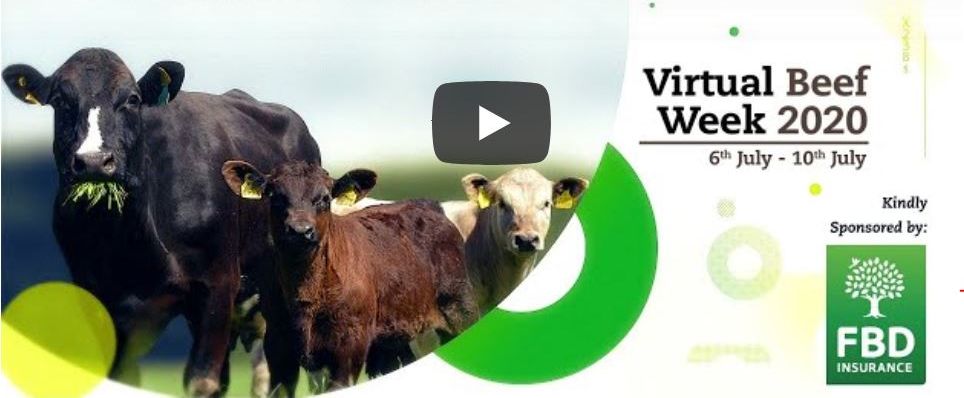 TeagascBeef's tweet photo. This evenings Live@Grange at 7pm hosted by @AgrilandIreland focuses on calf selection with Siobhan Ring @HerdPlus , Nicky Byrne &amp; Sean Cummins, Teagasc and Aidan Maguire #TeagascGreenAcres Participant. Tune in at https://t.co/uBbYhdRDFg #VirtualBeefWeek https://t.co/TkQQyaWyQd