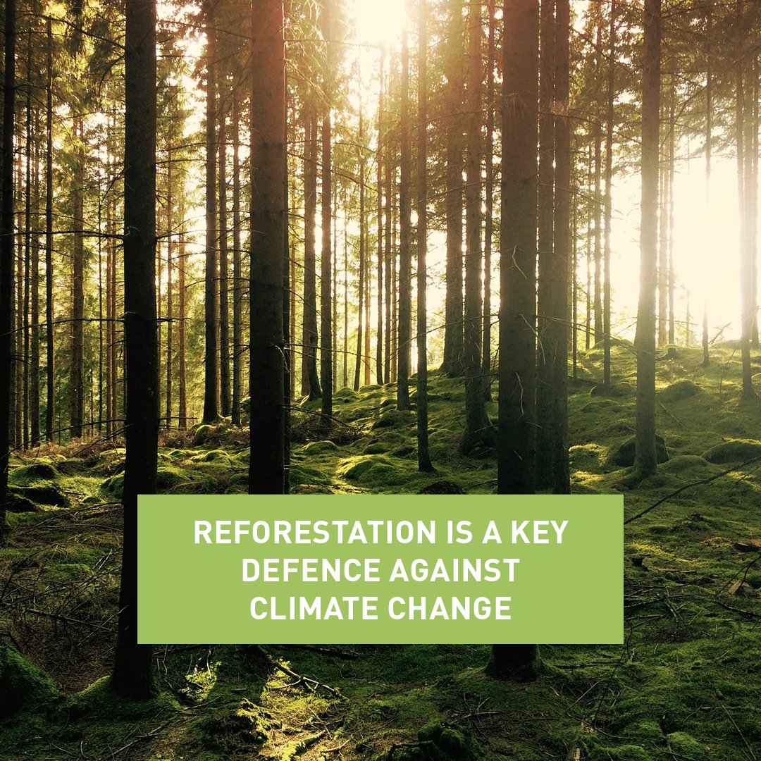 nutritionalpara's tweet photo. Forests are one of the key defences against the predicted volatile climates of the future. ⁠
⁠
#NutritionalParadox #foodforthefuture #eatsustainably #nutrition https://t.co/G4JZ3mYgn0