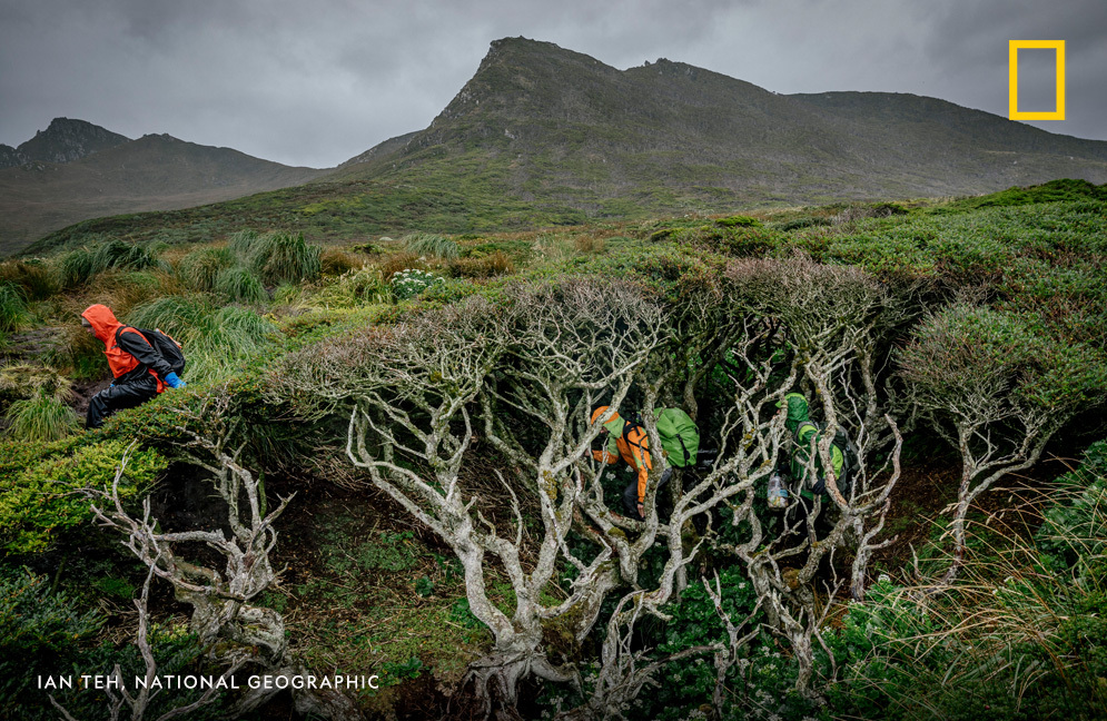 We crossed oceans; chugged 32 hours by ferry; motored 10 hours by wooden boat captained by a sailor who confessed he’d never navigated this wicked stretch. Then we hit Cape Horn + hiked through gales, slipped on penguin guano, and vanished to our necks in prickly shrubs. 2/10