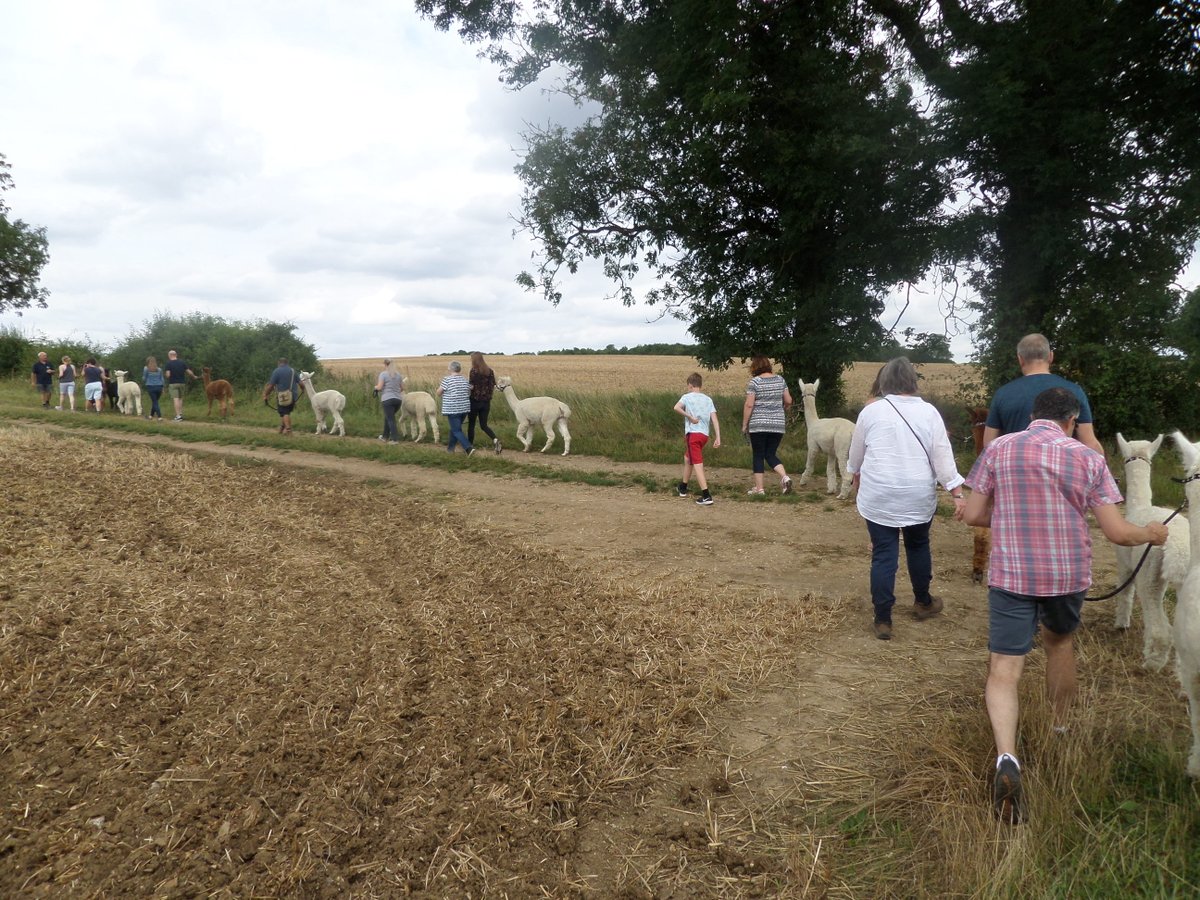 YewTreeAlpacas's tweet photo. SPACES LEFT! TOMORROW AT 2PM
Alpaca walk with cream tea @Yew Tree Alpacas, Anstey
https://t.co/4cMDPwCSeq https://t.co/Xdfi3tr1on
