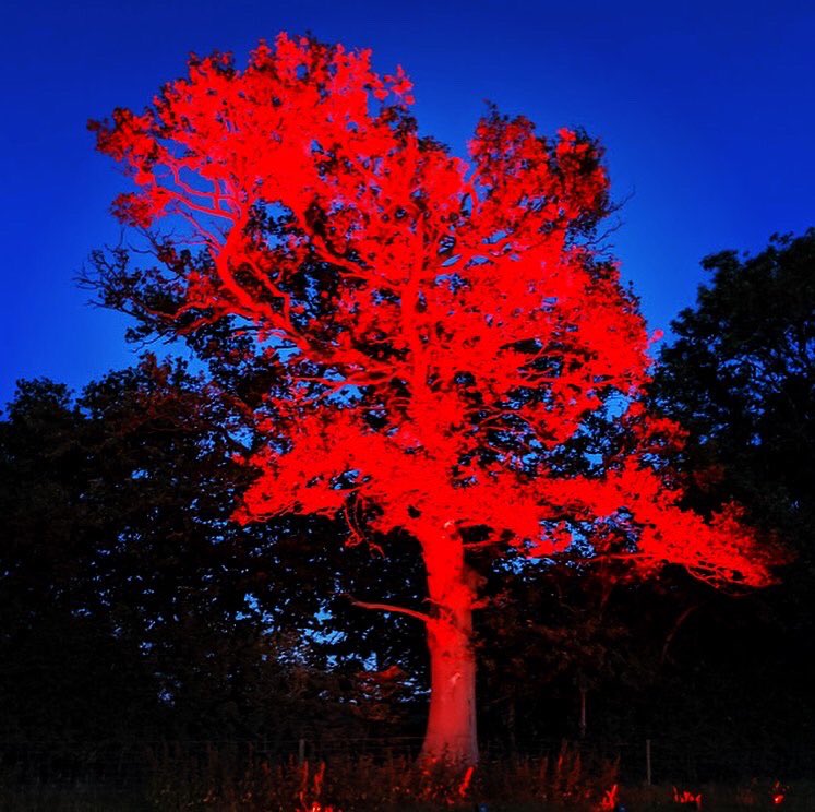 GivingFestival's tweet photo. Last night The Giving Tree was lit in red in support if #lightitinred 
The event industry is strggling and we need the governments support to get us through it! Please share if you agree.. 🙏🌳🪐#lightitinreduk #eventprofs #eventprofsuk https://t.co/haLYeFnAkF