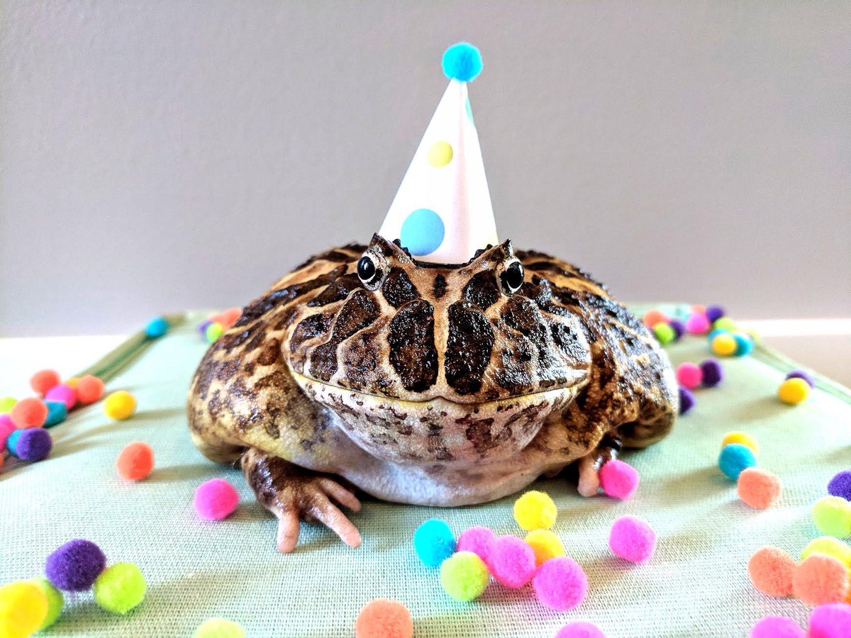 birthday froggos !