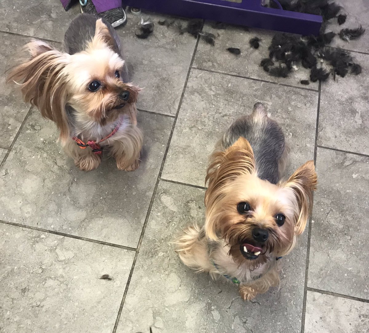 Two of our favorite clients Honeybee and Ladybug waiting for their puppy spa day!
.
.
.
#plumpuccigraham #plumpuccisalon #visitgrahamnc #shoplocal #shopsmall #dogs #dogsofinsta #dogsofinstagram #yorkiesofinstagram #yorkies #yorkiesofficial #yorkiesofig #groomersofinstagram