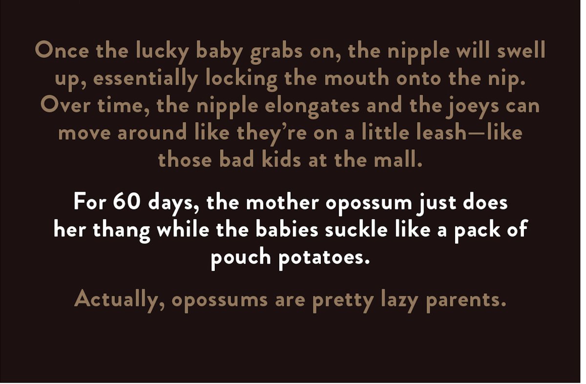 Hi. Someone just told me opossums are "disgusting creatures", and because that aggression cannot stand, I'm busting out this old piece  @_adamwilson & I did a million years ago and which is, sadly, no longer on the internet. Enjoy!