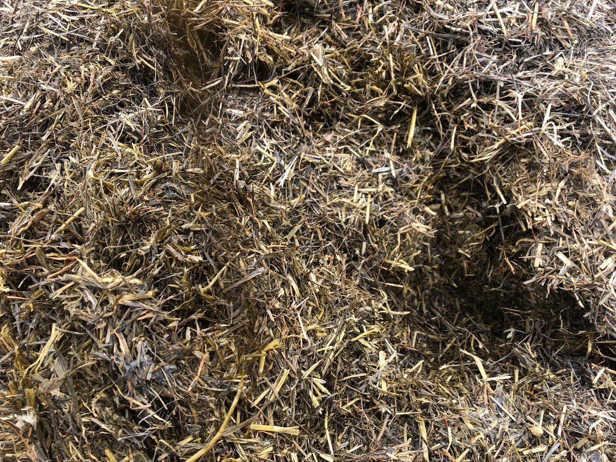 ThompsonFeeds's tweet photo. First cut looking good enough to eat @FarmDonagh with @leemurray236 and treated with @ecosyl_ 👍🙌👏 #silage2020 #ecosyl #foragefirst #fedonthompsons #partofthelandscape https://t.co/WLESV3QUJ3