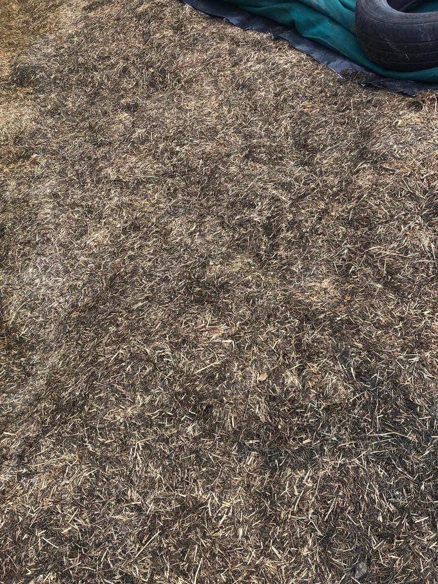 First cut looking good enough to eat <a href="/FarmDonagh/">Donagh Cottage Farm</a> with <a href="/leemurray236/">Lee</a> and treated with <a href="/ecosyl_/">Ecosyl</a> 👍🙌👏 #silage2020 #ecosyl #foragefirst #fedonthompsons #partofthelandscape