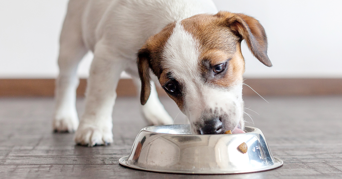Morris_Animal's tweet photo. Many scientists now consider your dog’s #microbiome to be a key component of their health. Discover what every #pet parent should know about it: https://t.co/0m1NUH40Dq https://t.co/so47Uij1b2