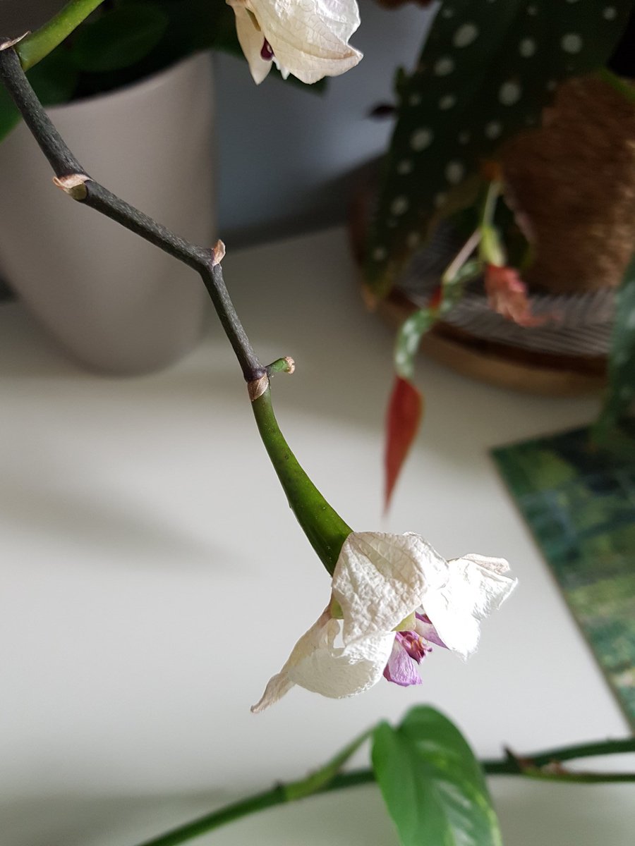Mariana Silva Artur 🇧🇷 (@plantscifyi) on Twitter photo Woopwoop!🎉A little delayed for the #BlackBotanistsWeek but here I am!👩🏾🔬I study how plants can survive without water🌱💧➡️#desiccationtolerance. This is found in many seeds and a few plants called #resurrectionplants.*the 2nd pic is an <a href="/home/">Geneia@home</a> experimentation🤓orchid pollination. Woopwoop!🎉A little delayed for the #BlackBotanistsWeek but here I am!👩🏾🔬I study how plants can survive without water🌱💧➡️#desiccationtolerance. This is found in many seeds and a few plants called #resurrectionplants.*the 2nd pic is an <a href="/home/">Geneia@home</a> experimentation🤓orchid pollination.