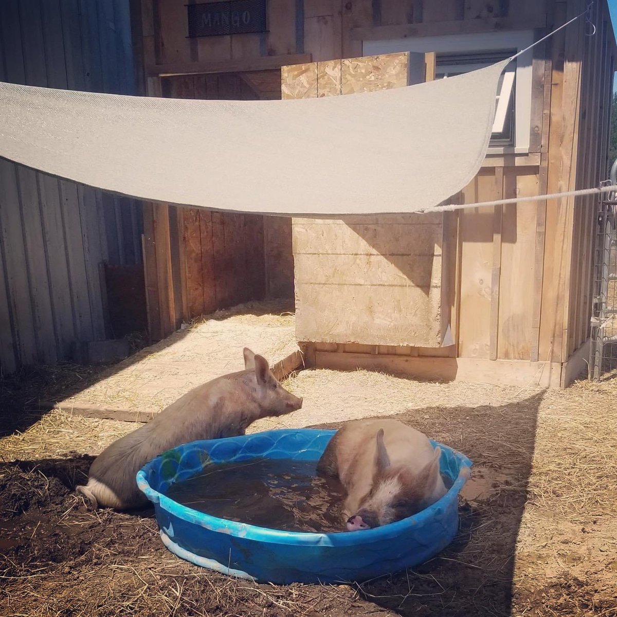 Penny Lane Farm Sanctuary tweet media