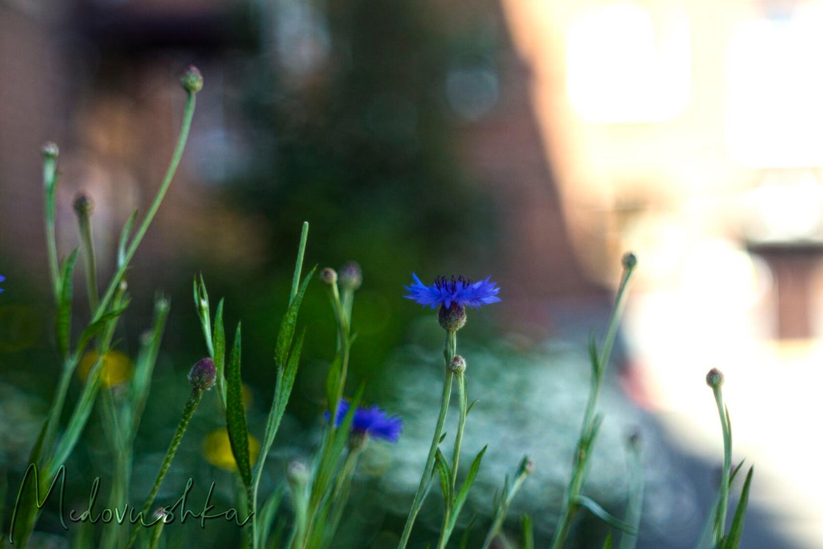 Medovushka131's tweet photo. #medovushka_flowers #helios44_2 #flowers_mania #flowers_brilliance #flowers_world #flowers_super_pics #flowers_shots #flowers_lovers #bokeh_kings #bokeh_shotz #bokeh_holics #bokeh_photography #beautiful_flowers #beautiful_shots #beautiful_bokeh
https://t.co/JH9tnUZZp0 https://t.co/HmhWDNnq4M