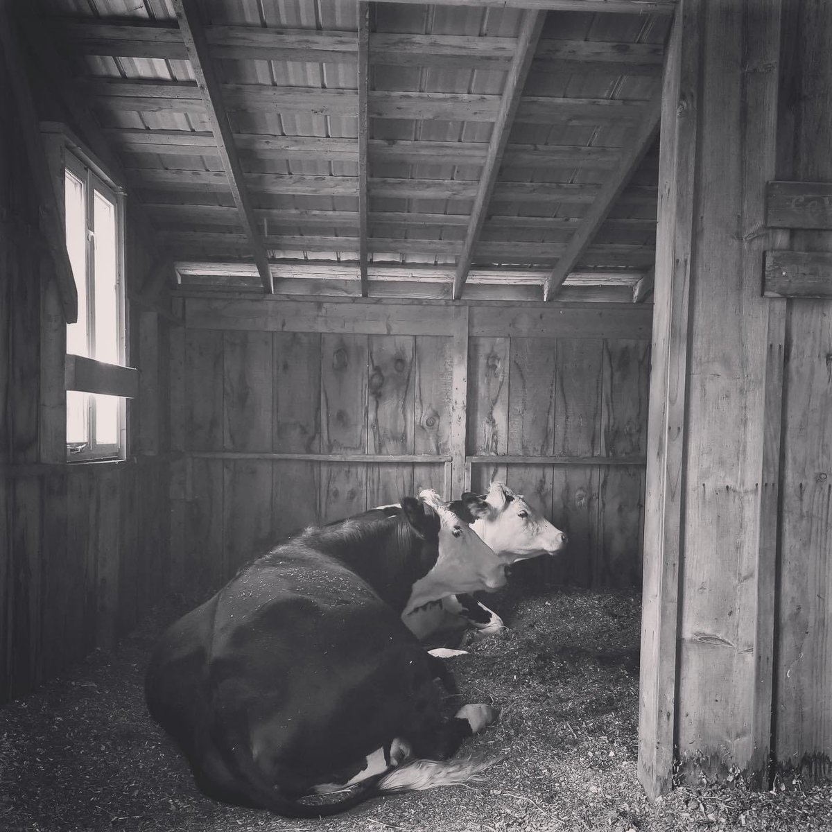 Penny Lane Farm Sanctuary tweet media