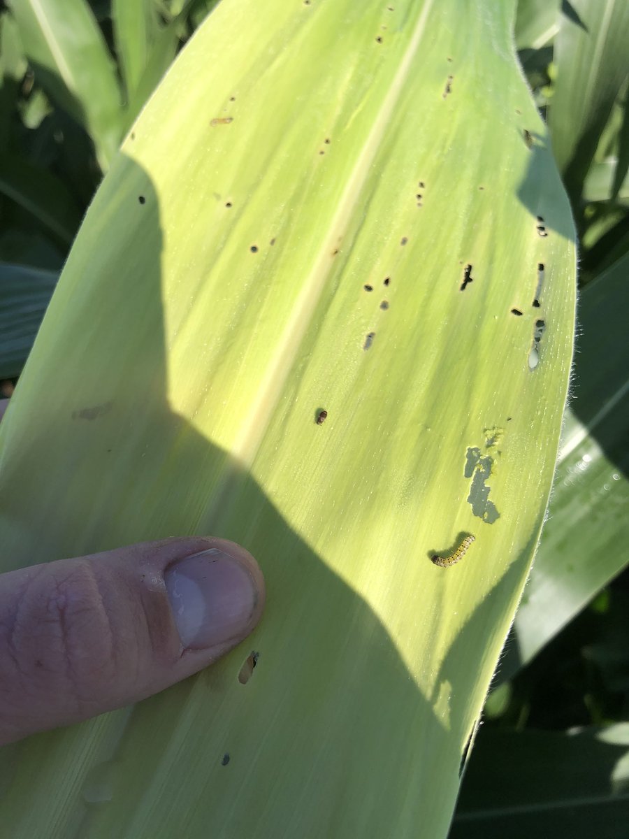 ccmac_OSU's tweet photo. #swcb growth stages all over the place in the field, moths to pupating, numerous plants with multiple worms too #prevathon @FMCAgUS https://t.co/09X2PoLcOE