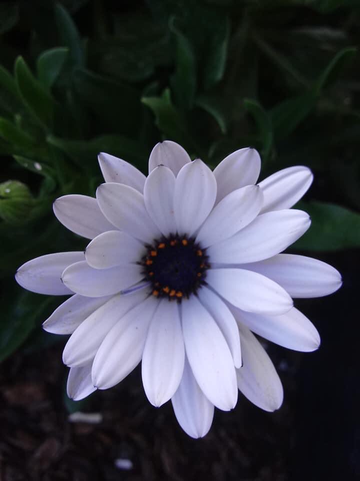 <a href="/Iluvinspireu/">jane ferris</a> <a href="/Jilliemary/">Jillian Peeling</a> <a href="/roads2/">Susan Nelson</a> <a href="/debratankersle1/">debra tankersley</a> <a href="/Jesus_Luvs_Us/">Betty Roz</a> <a href="/Jimmysimmonds1/">Jimmy Simmonds</a> <a href="/Peeperpea29/">Dawn Maria</a> <a href="/ClockworkHamma/">Clockwork Hamma</a> <a href="/JackConnie/">Connie Jack</a> <a href="/MyEngland2016/">Stephen</a> <a href="/Collazo474/">Margie</a> <a href="/SherryBretz05/">Sherry</a> @huner0909 <a href="/ShehanHolly47/">Holly Shehan</a> Happy Tuesday lovily friends 🦋☀️🌺🌸