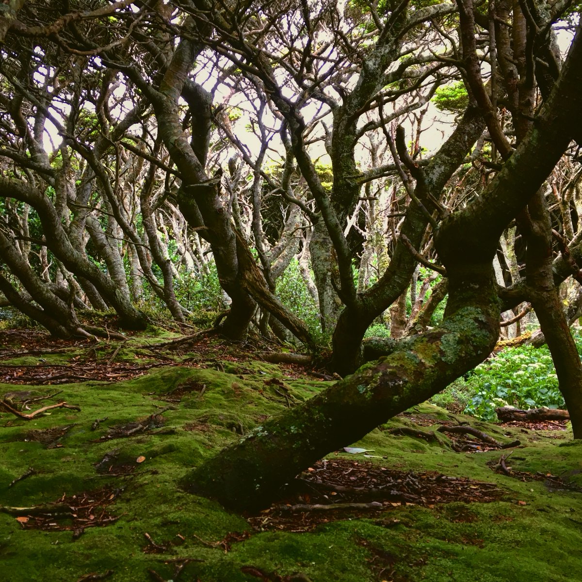 One day we crawled on our knees into a stubby grove, its canopy no taller than us. Inside was a mat of electric-green mosses and lichens. The trees bent and bowed in spirals like coiled springs, like a world created by J.R.R. Tolkien, compressed from above by a giant hand. 7/10