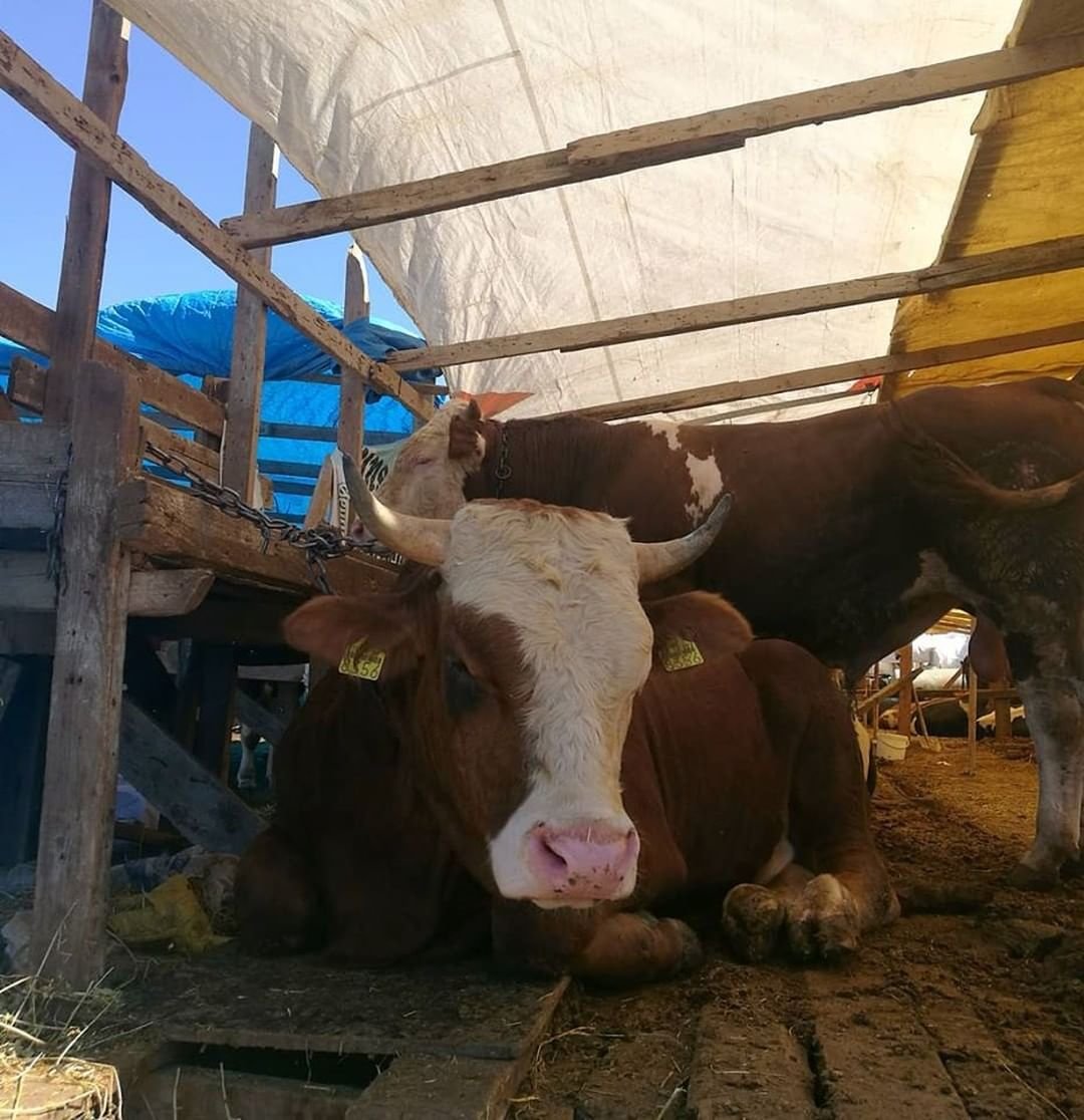 Animal Save Movement tweet media