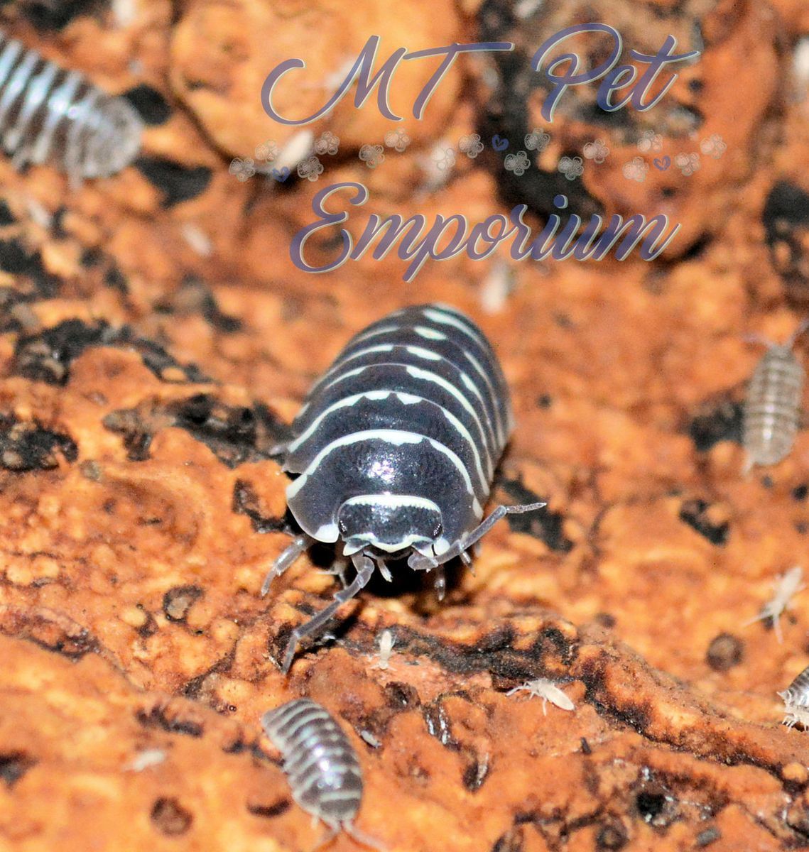 mtpetemporium's tweet photo. Zebras are a favorite easy to raise isopod!
https://t.co/wQuEA23LAG
#isopods #isopod #woodlice #rolypoly #rollypoly #pillbug #crustacean #porcellio #Armadillidium #PorcellionidesPruinosus #OniscusOsellus #mtpetemporiumisopods #mtpetemporium #bio #bioactive #bioactivesetup #cuc https://t.co/QyDSahDgkd
