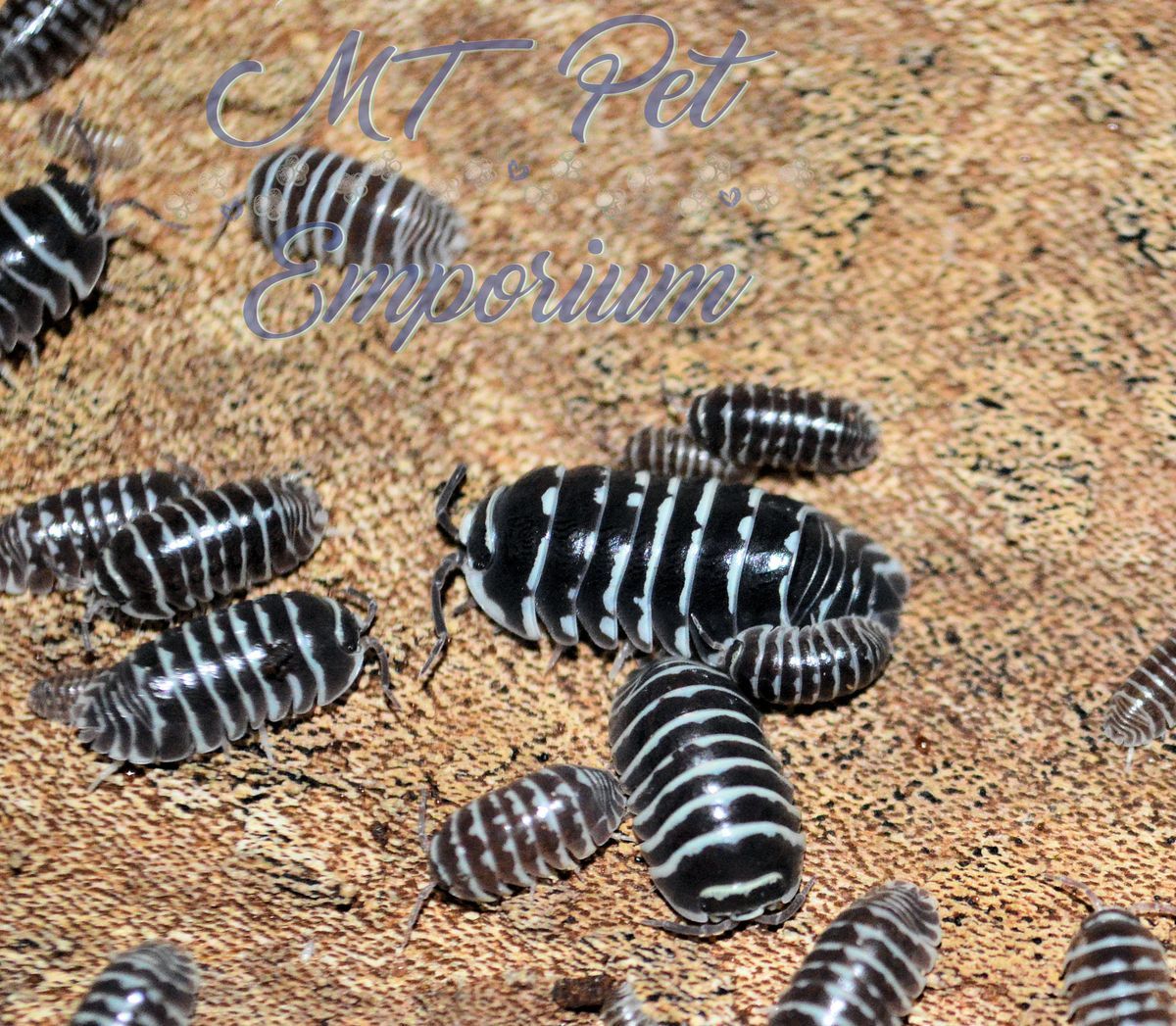 mtpetemporium's tweet photo. Zebras are a favorite easy to raise isopod!
https://t.co/wQuEA23LAG
#isopods #isopod #woodlice #rolypoly #rollypoly #pillbug #crustacean #porcellio #Armadillidium #PorcellionidesPruinosus #OniscusOsellus #mtpetemporiumisopods #mtpetemporium #bio #bioactive #bioactivesetup #cuc https://t.co/QyDSahDgkd