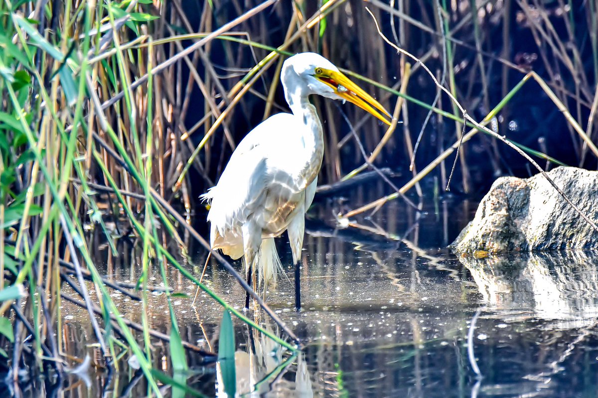 gigi_nyc's tweet photo. The GBH was near the vicinity of a great egret and a black-crowned night heron at the Central Park Pond. The great egret then flew away to hunt and feast on some goodies. #sorryfish 🐠 #birdcp #birdwatching #wildlife https://t.co/ZJ7kCXo1nv