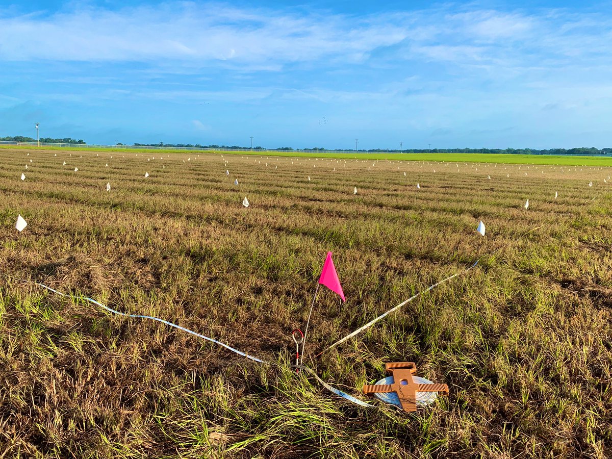 lflory's tweet photo. Year 2 of experimentally evaluating #invasionrisk of #industrialhemp. This time focused on an agronomic scenario with multiple varieties. Disturbance and nutrient treatments coming up. @SuzyCanavan @ZackBrym https://t.co/HCiQamR7bG