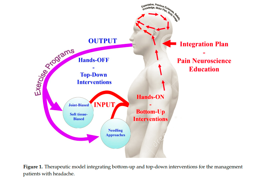 Clinical Reasoning Behind Non-Pharmacological Interventions for the Management of Headaches: A Narrative Literature Review 

mdpi.com/1660-4601/17/1…
