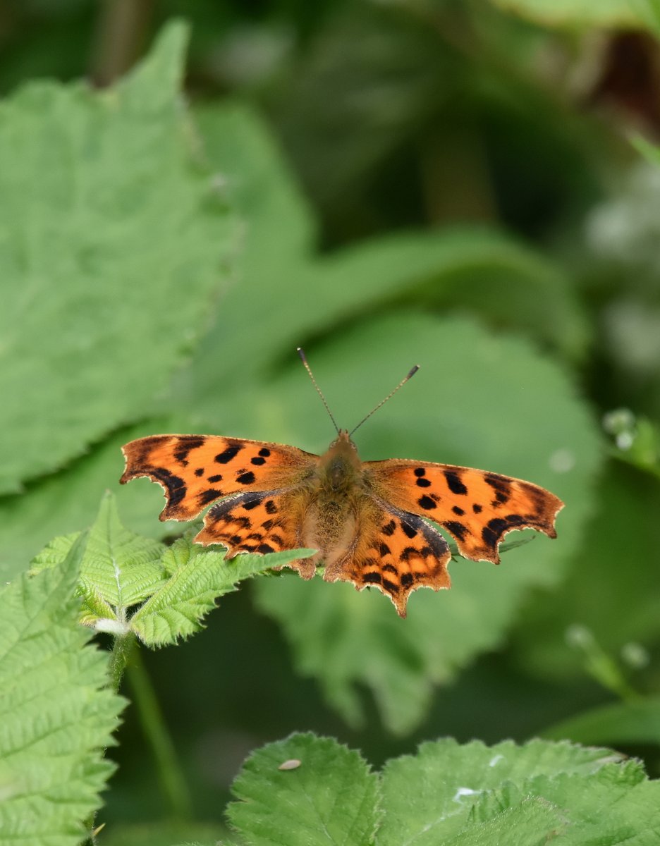 DaveyManMcG's tweet image. A mixed bag of wildlife on safari during a cool wet and windy June lalows.blogspot.com/2020/07/june-d… #Blackpool #WildBlogs #FyldeFuture #NorthernGreenhouse