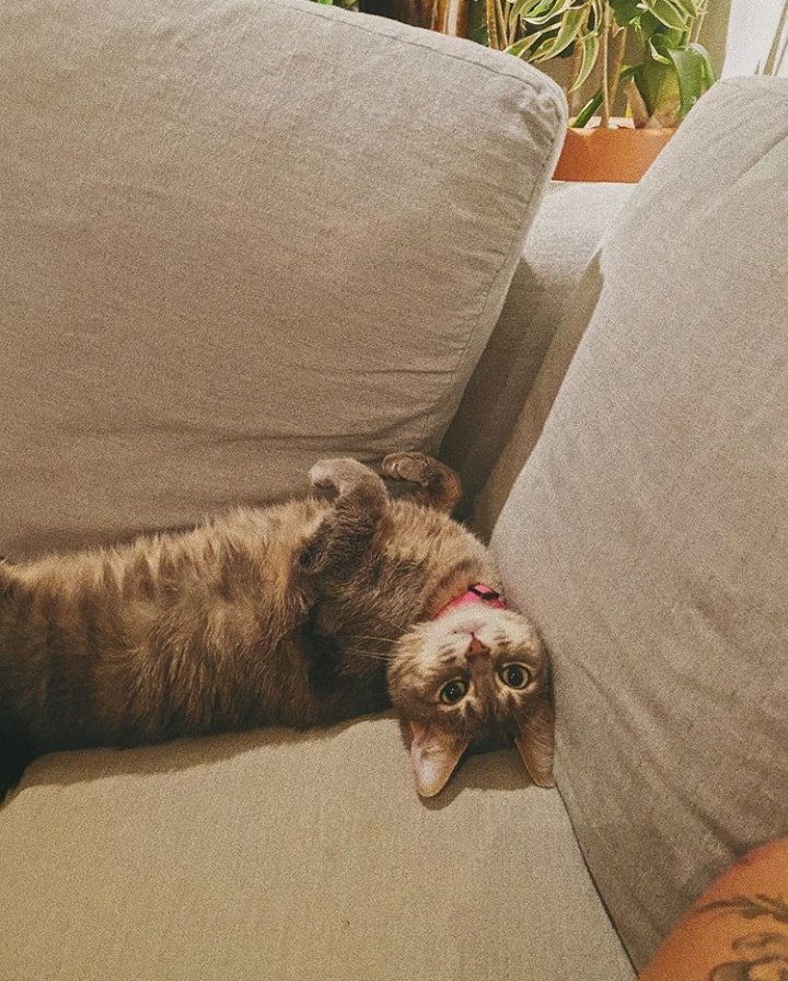 cancelrabia's tweet photo. ligadas por um felino | 🗼 short au Rabia 🗼

Rafaella tem uma gata que vive sumindo, e não faz ideia de para onde ela vai nem o que ela faz, mas ela sempre volta; ou, em outra perspectiva, é uma história onde Bianca acabou adotando uma gata que passou a visitá-la todos os dias https://t.co/EZEOY2WPtU