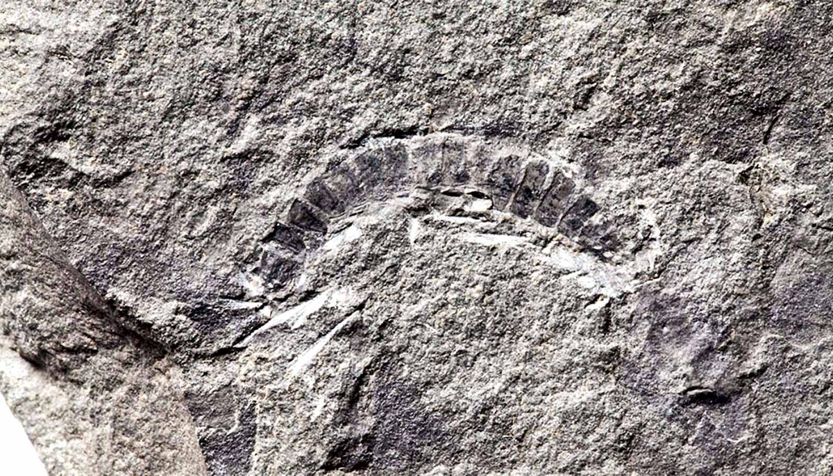 NiceConvos's tweet image. #RandomFactOfTheDay
Did you know that the world's oldest recorded "bug" has been discovered on the Scottish island of Kerrera?
The fossil millipede Kampecaris obanensis is 425 million years old. (Photo credit: British Geological Survey).
#Scotland #geology
scottishgeology.com/geo/scotlands-…