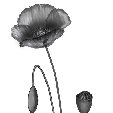 海自鳥のtwitterイラスト検索結果