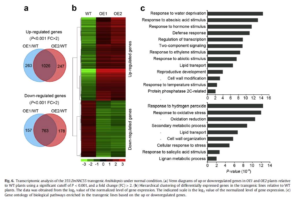strandngs's tweet photo. Stress-related #genes and their differential expression are easily detectable in #StrandNGS. Check out this research article from our users on NAC transcription factor, a #drought #Resistance gene in #maize.
Link:https://t.co/rzNhgW3CMc
#RNA #plants #stress #research #agriculture https://t.co/5NpVT8PAtq