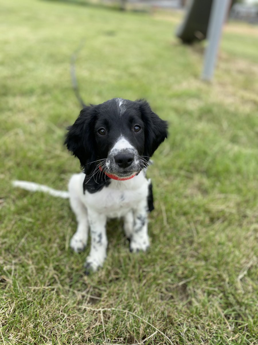 SpanielsofKC's tweet photo. Oh pals, we went out on the long-lead today!
I been practising my sits, downs, comes and waits! Mumma was so proud of me!
Her back wasn’t proud of her... it said I’m still to small to do heal-training for!
#dogsoftwitter #spanielthebasil #esspupdate #walkies #traininglead https://t.co/AoYYtEMzkL