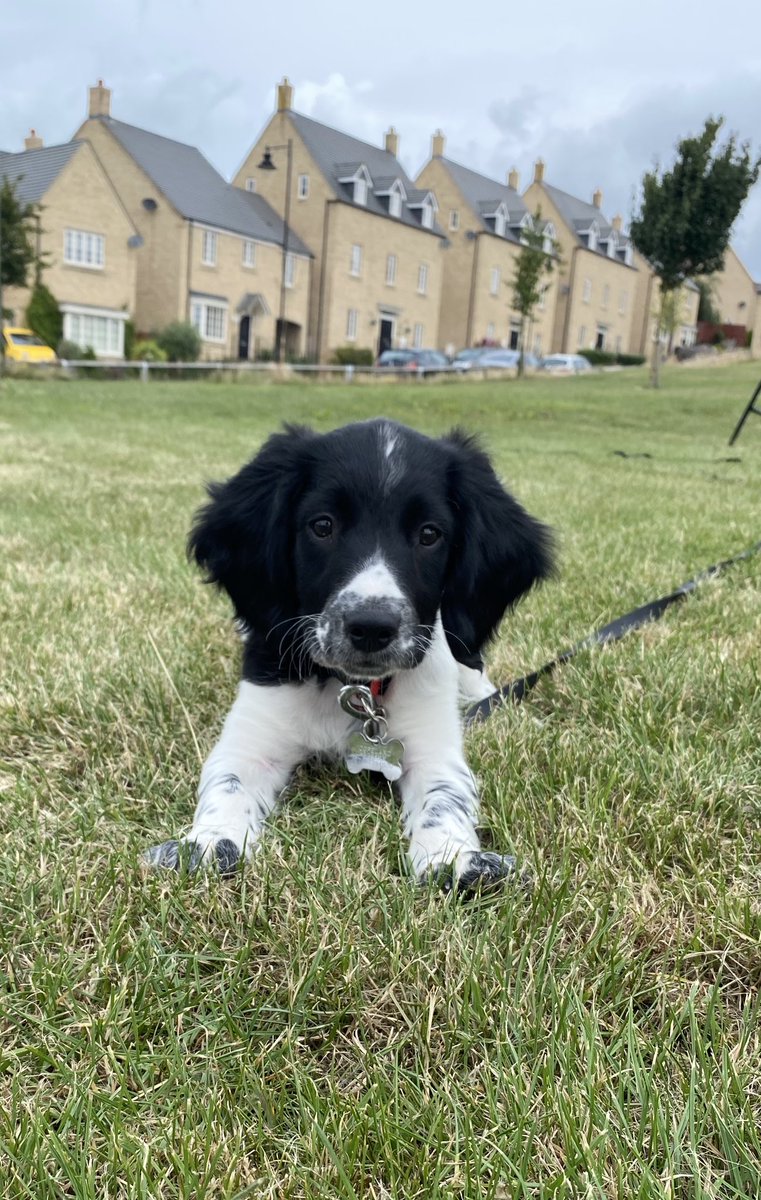 SpanielsofKC's tweet photo. Oh pals, we went out on the long-lead today!
I been practising my sits, downs, comes and waits! Mumma was so proud of me!
Her back wasn’t proud of her... it said I’m still to small to do heal-training for!
#dogsoftwitter #spanielthebasil #esspupdate #walkies #traininglead https://t.co/AoYYtEMzkL