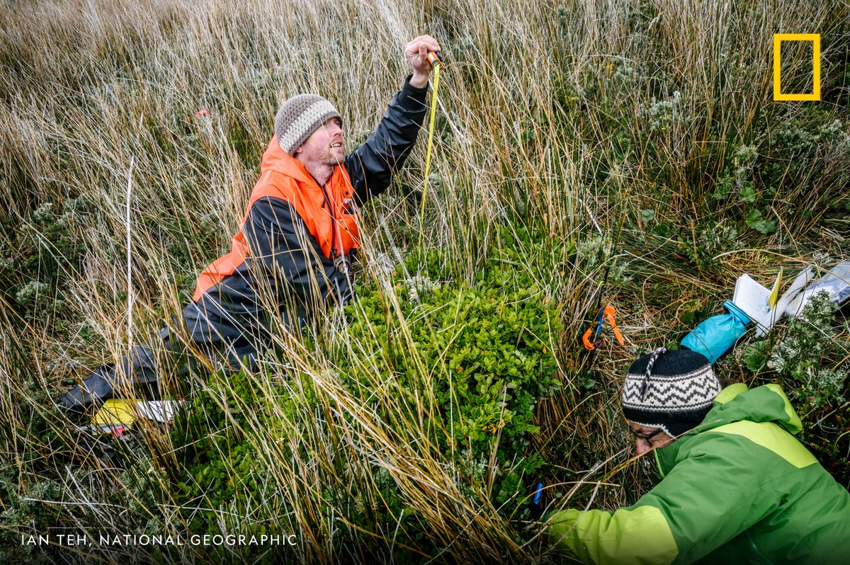 In a place where winds drive waves into building-sized rollers, the very last tree was never going to be a great oak, a majestic Joshua tree or towering spruce. Nor did it ultimately sprout from a cliff.To find it, would ended up having to paw through grass. And we did. 8/10