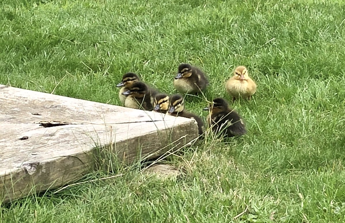 OHSPrep_Nature's tweet photo. Such a delight to watch these gorgeous mallard ducklings @OxfordHighSch today. Lots of challenges ahead for them 🦆 https://t.co/jKXij07ifc