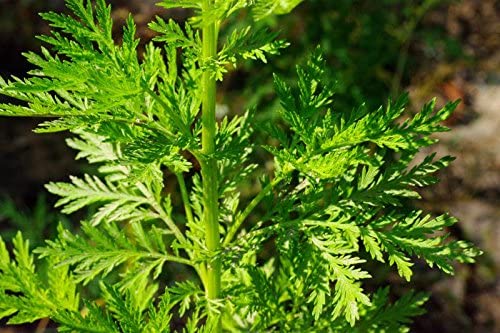 logixca's tweet photo. Je viens d'écrire un GROS article sur l'artemisia annua...
https://t.co/scXnOYClDc
Je parle de l'artemisia annua dans le contexte où l'OMS n'en parle pas vraiment...
#ArtemisiaAnnua #ArmoiseAnnuelle https://t.co/ffMNQTVGdu