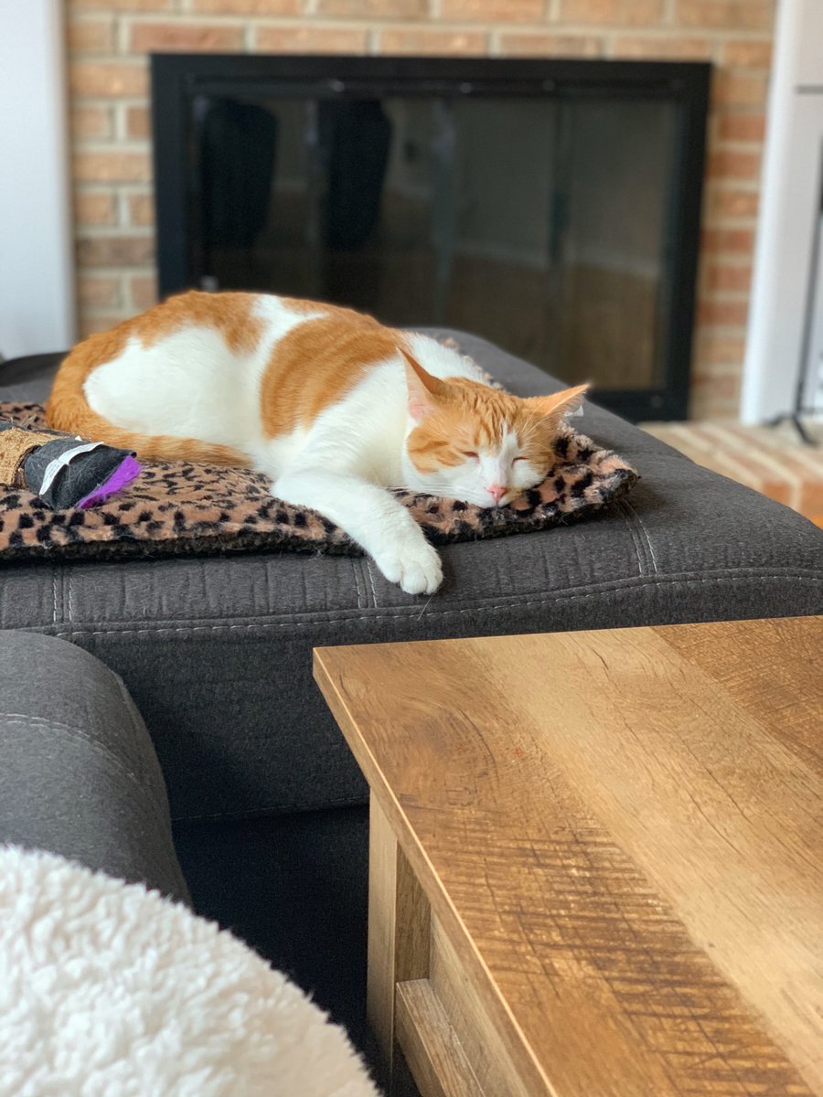JacobsonGroup's tweet photo. We've shared some of our furry office mates before, but we believe you can never have too many pet photos. So here are some more Jacobson cats and dogs for today's #InsuranceKeepingUsConnected theme day! #insuranceconnections #insurancejobs https://t.co/CLqFocYvo5