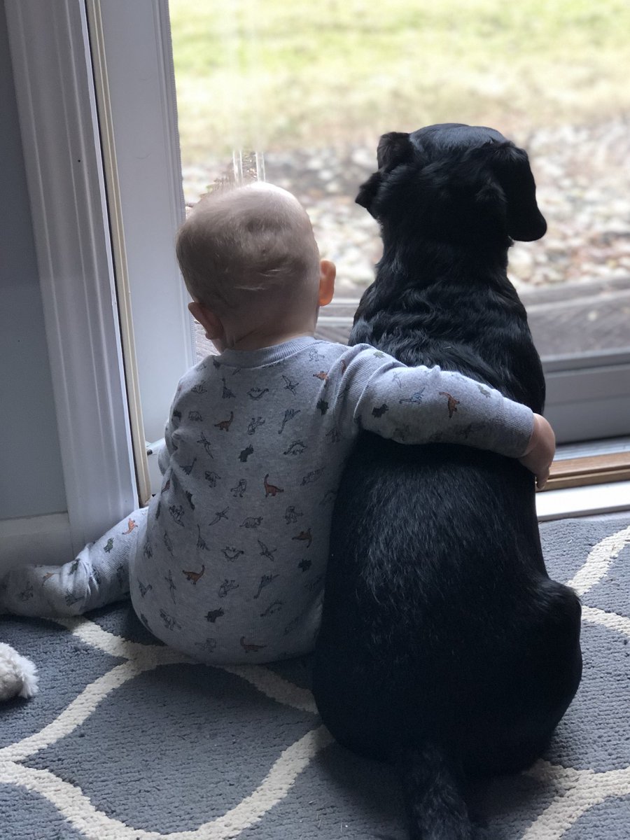 JacobsonGroup's tweet photo. We've shared some of our furry office mates before, but we believe you can never have too many pet photos. So here are some more Jacobson cats and dogs for today's #InsuranceKeepingUsConnected theme day! #insuranceconnections #insurancejobs https://t.co/CLqFocYvo5