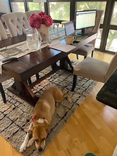JacobsonGroup's tweet photo. We've shared some of our furry office mates before, but we believe you can never have too many pet photos. So here are some more Jacobson cats and dogs for today's #InsuranceKeepingUsConnected theme day! #insuranceconnections #insurancejobs https://t.co/CLqFocYvo5