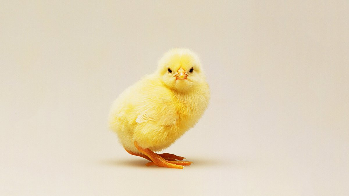 utktun's tweet photo. @AnimalRightsNL 
@savemalechicks Worldwide,around 7 billion male-chicks are killed per year in egg industry
Ethical’ eggs could save male-chicks from mass slaughter
#savemalechicks #Egg #animalrights 
#photography #写真 #fotografía 
#Fotografie #photographie #science
gettyimages https://t.co/nU1gutoHMB